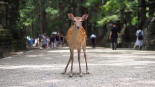 春日大社の鹿は生駒市鹿畑からの贈り物？
