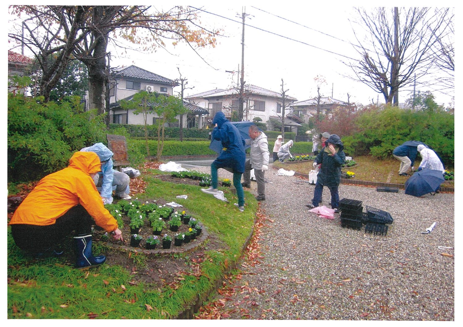 11/18 鹿ノ台全花壇の秋の花植え完了！来春が楽しみ