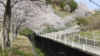 鹿ノ台の桜満開！（穴場をこっそり教えるよ）