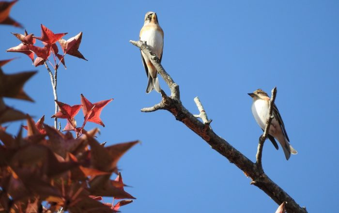 中央公園の「アトリ」
