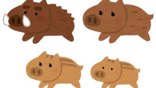 前日にゴミを出すとイノシシが！？