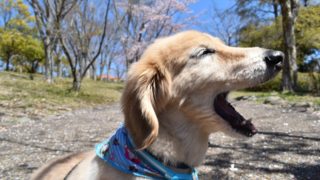 クイズ　ここはどこ？＠鹿ノ台