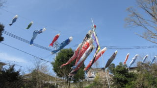 今年も鯉のぼりが元気に泳いでますよ