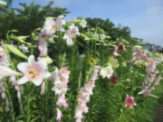 鹿ノ台オープンガーデンのユリ「カサブランカ」